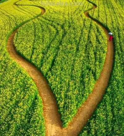 春日摄影干货｜8个技巧，教你拍出刷爆朋友圈的油菜花大片 - 图画吧TUHUABA