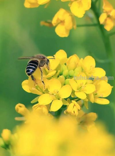 春日摄影干货｜8个技巧，教你拍出刷爆朋友圈的油菜花大片 - 图画吧TUHUABA