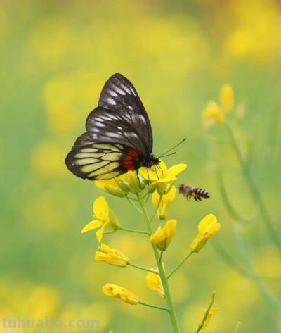 春日摄影干货｜8个技巧，教你拍出刷爆朋友圈的油菜花大片 - 图画吧TUHUABA