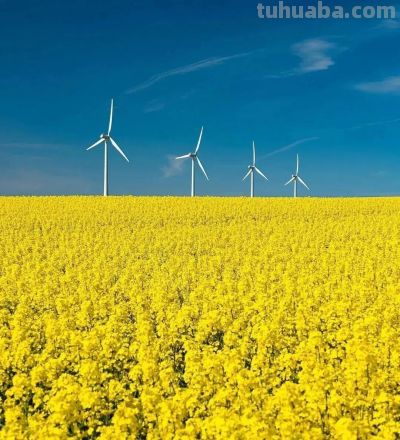 春日摄影干货｜8个技巧，教你拍出刷爆朋友圈的油菜花大片 - 图画吧TUHUABA