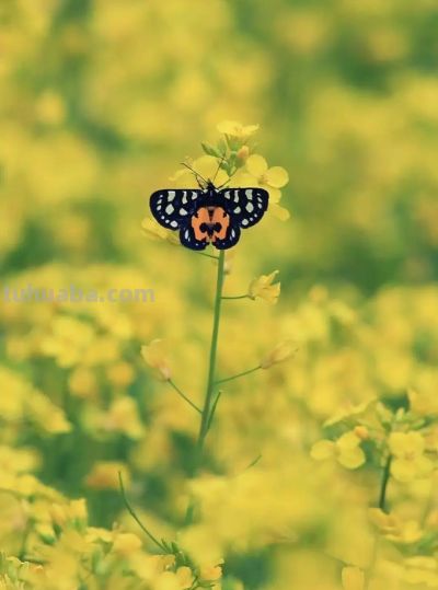 春日摄影干货｜8个技巧，教你拍出刷爆朋友圈的油菜花大片 - 图画吧TUHUABA