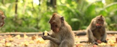 印度猴子偷土豆偷疯了！农民COS熊吓猴，可这画风 - 今日头条