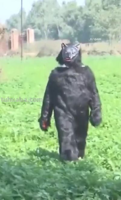 印度猴子偷土豆偷疯了!农民COS熊吓猴,可这画风 - 今日头条 印度猴子偷土豆偷疯了!农民COS熊吓猴,可这画风 - 图画吧TUHUABA