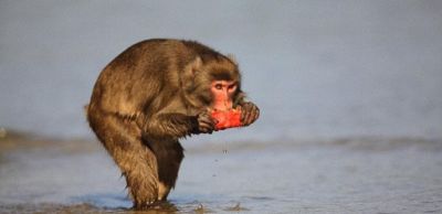 印度猴子偷土豆偷疯了!农民COS熊吓猴,可这画风 - 今日头条 印度猴子偷土豆偷疯了!农民COS熊吓猴,可这画风 - 图画吧TUHUABA