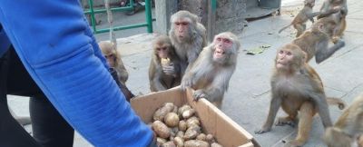 印度猴子偷土豆偷疯了!农民COS熊吓猴,可这画风 - 今日头条 印度猴子偷土豆偷疯了!农民COS熊吓猴,可这画风 - 图画吧TUHUABA