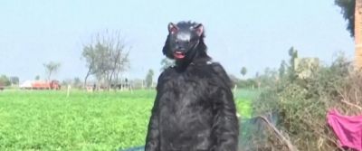 印度猴子偷土豆偷疯了!农民COS熊吓猴,可这画风 - 今日头条 印度猴子偷土豆偷疯了!农民COS熊吓猴,可这画风 - 图画吧TUHUABA