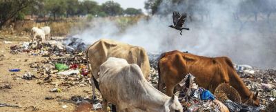 印度猴子偷土豆偷疯了!农民COS熊吓猴,可这画风 - 今日头条 印度猴子偷土豆偷疯了!农民COS熊吓猴,可这画风 - 图画吧TUHUABA