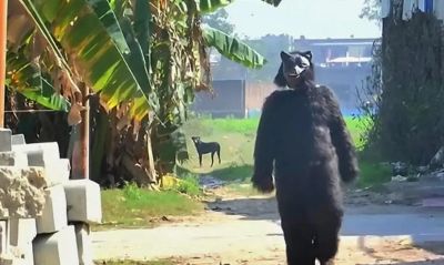 印度猴子偷土豆偷疯了!农民COS熊吓猴,可这画风 - 今日头条 印度猴子偷土豆偷疯了!农民COS熊吓猴,可这画风 - 图画吧TUHUABA