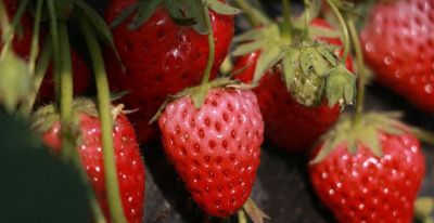 让家庭草莓种植更有趣 - 今日头条