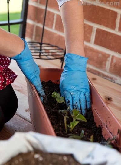 让家庭草莓种植更有趣 - 图画吧TUHUABA