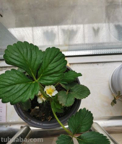让家庭草莓种植更有趣 - 图画吧TUHUABA
