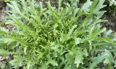 家庭种植苦菊菜管理方法 - 今日头条