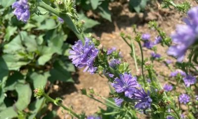 家庭种植苦菊菜管理方法 - 图画吧TUHUABA