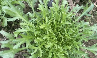 家庭种植苦菊菜管理方法 - 图画吧TUHUABA