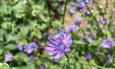 家庭种植苦菊菜管理方法 - 图画吧TUHUABA