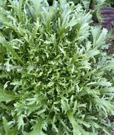 家庭种植苦菊菜管理方法 - 图画吧TUHUABA