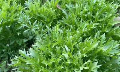 家庭种植苦菊菜管理方法 - 图画吧TUHUABA