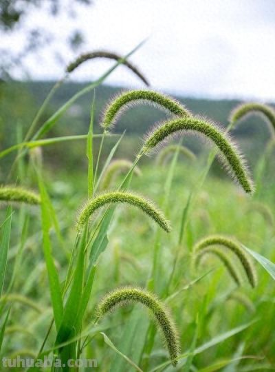 狗尾草家庭种植指南：从播种到养护的全面攻略 - 图画吧TUHUABA