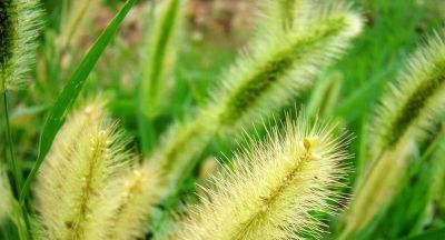 狗尾草家庭种植指南：从播种到养护的全面攻略 - 图画吧TUHUABA