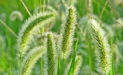 狗尾草家庭种植指南：从播种到养护的全面攻略 - 图画吧TUHUABA