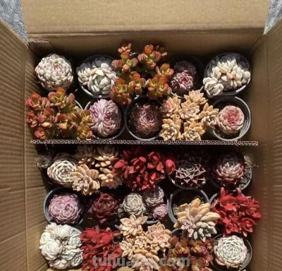 多肉不值钱了，无人问津了，杂交繁殖的多肉，性价比其实很高 - 今日头条