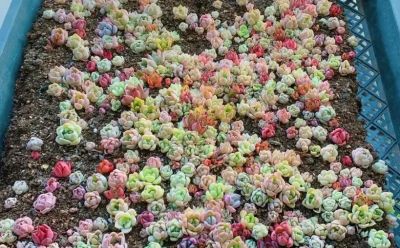 多肉不值钱了，无人问津了，杂交繁殖的多肉，性价比其实很高 - 图画吧TUHUABA