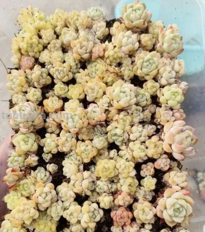 多肉不值钱了，无人问津了，杂交繁殖的多肉，性价比其实很高 - 图画吧TUHUABA
