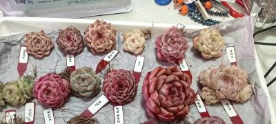 多肉不值钱了，无人问津了，杂交繁殖的多肉，性价比其实很高 - 图画吧TUHUABA