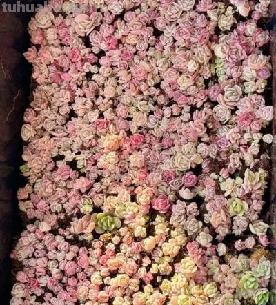 多肉不值钱了，无人问津了，杂交繁殖的多肉，性价比其实很高 - 图画吧TUHUABA