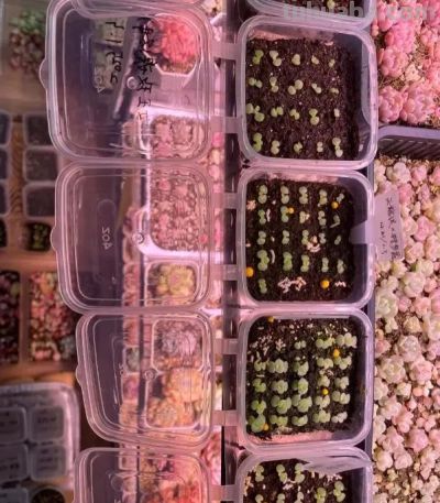 多肉不值钱了，无人问津了，杂交繁殖的多肉，性价比其实很高 - 图画吧TUHUABA