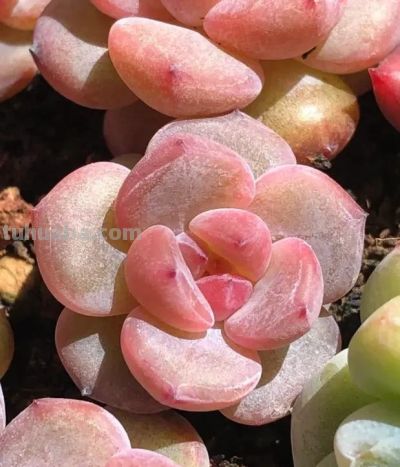 多肉不值钱了，无人问津了，杂交繁殖的多肉，性价比其实很高 - 图画吧TUHUABA