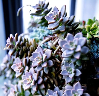 手痒想浇水？养这5种多肉，放心狂浇不烂根 - 图画吧TUHUABA