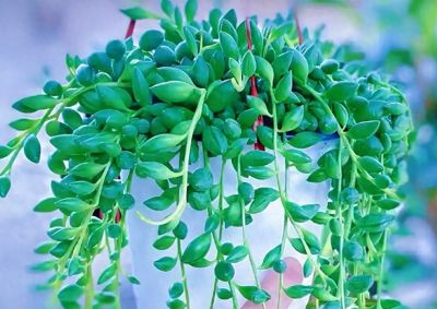 手痒想浇水？养这5种多肉，放心狂浇不烂根 - 今日头条