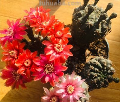 手痒想浇水？养这5种多肉，放心狂浇不烂根 - 图画吧TUHUABA