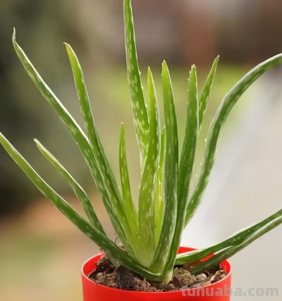 手痒想浇水？养这5种多肉，放心狂浇不烂根 - 图画吧TUHUABA