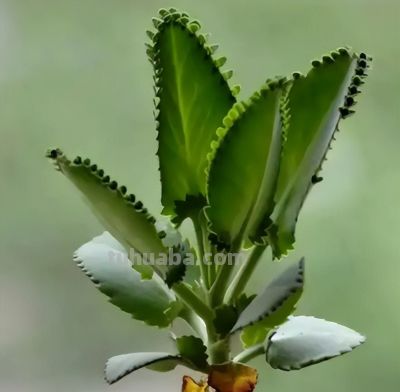 手痒想浇水？养这5种多肉，放心狂浇不烂根 - 图画吧TUHUABA