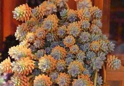 被称为“开花机器”的5款多肉，夏季高温要“虐养”，越虐越开花 - 今日头条