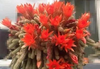 被称为“开花机器”的5款多肉，夏季高温要“虐养”，越虐越开花 - 图画吧TUHUABA