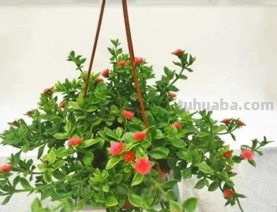 被称为“开花机器”的5款多肉，夏季高温要“虐养”，越虐越开花 - 图画吧TUHUABA