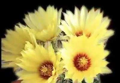 被称为“开花机器”的5款多肉，夏季高温要“虐养”，越虐越开花 - 图画吧TUHUABA