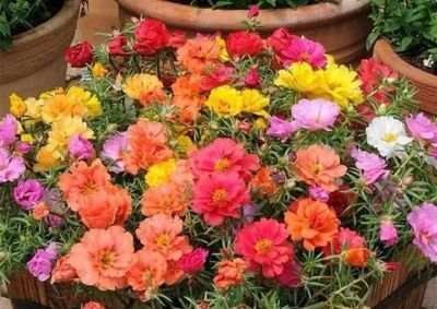 被称为“开花机器”的5款多肉，夏季高温要“虐养”，越虐越开花 - 图画吧TUHUABA