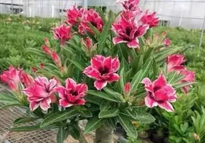 被称为“开花机器”的5款多肉，夏季高温要“虐养”，越虐越开花 - 图画吧TUHUABA