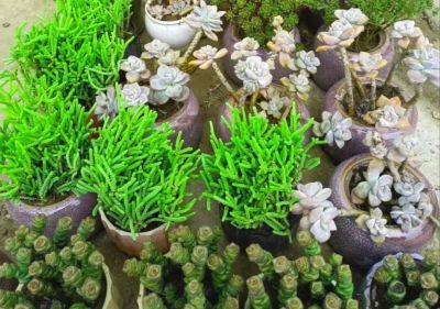 【美生活】“春日手种”，用一盆多肉欢迎春天！市总工会“美生活·周末公益课”第一期：多肉植物的种植开始报名！ - 图画吧TUHUABA