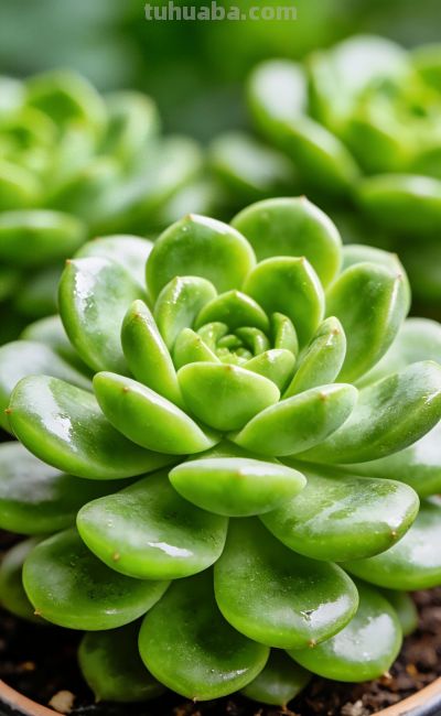 可爱多肉壁纸 - 今日头条