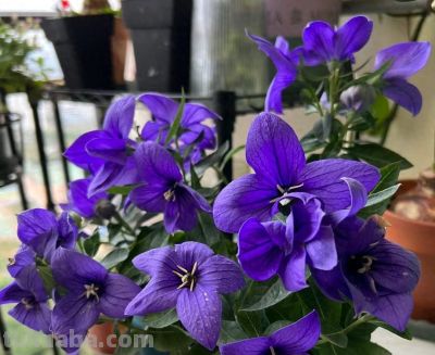 8种盆栽界的“北阳台之光”，耐阴、好养，“颜值”高又爱开花 - 今日头条