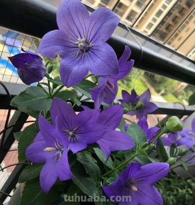 8种盆栽界的“北阳台之光”,耐阴、好养,“颜值”高又爱开花 - 今日头条 8种盆栽界的“北阳台之光”,耐阴、好养,“颜值”高又爱开花 - 图画吧TUHUABA