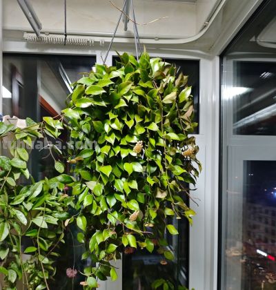 8种盆栽界的“北阳台之光”,耐阴、好养,“颜值”高又爱开花 - 今日头条 8种盆栽界的“北阳台之光”,耐阴、好养,“颜值”高又爱开花 - 图画吧TUHUABA