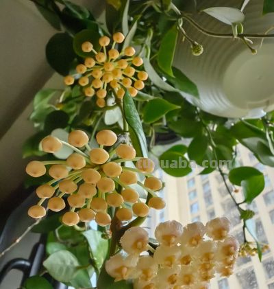 8种盆栽界的“北阳台之光”,耐阴、好养,“颜值”高又爱开花 - 今日头条 8种盆栽界的“北阳台之光”,耐阴、好养,“颜值”高又爱开花 - 图画吧TUHUABA