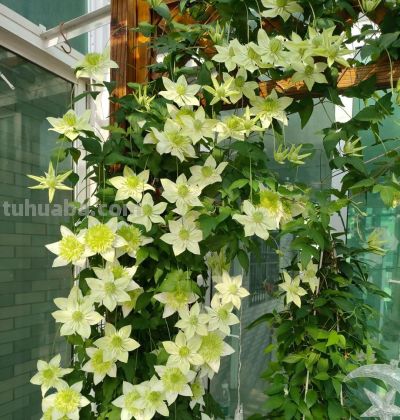 8种盆栽界的“北阳台之光”,耐阴、好养,“颜值”高又爱开花 - 今日头条 8种盆栽界的“北阳台之光”,耐阴、好养,“颜值”高又爱开花 - 图画吧TUHUABA