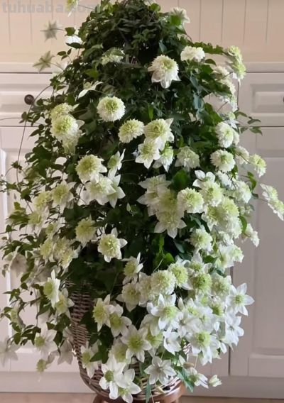 8种盆栽界的“北阳台之光”,耐阴、好养,“颜值”高又爱开花 - 今日头条 8种盆栽界的“北阳台之光”,耐阴、好养,“颜值”高又爱开花 - 图画吧TUHUABA